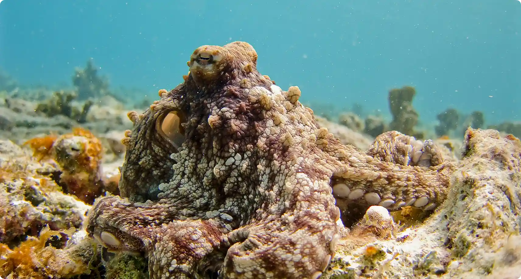 How Smart Is the Octopus